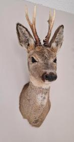 Opgezette reekop, Ophalen of Verzenden