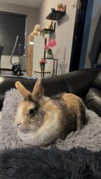 Konijnen zoeken een nieuw gouden huisje, Dieren en Toebehoren, Knaagdieren, Juni, Meerdere dieren, Overige typen, Tam