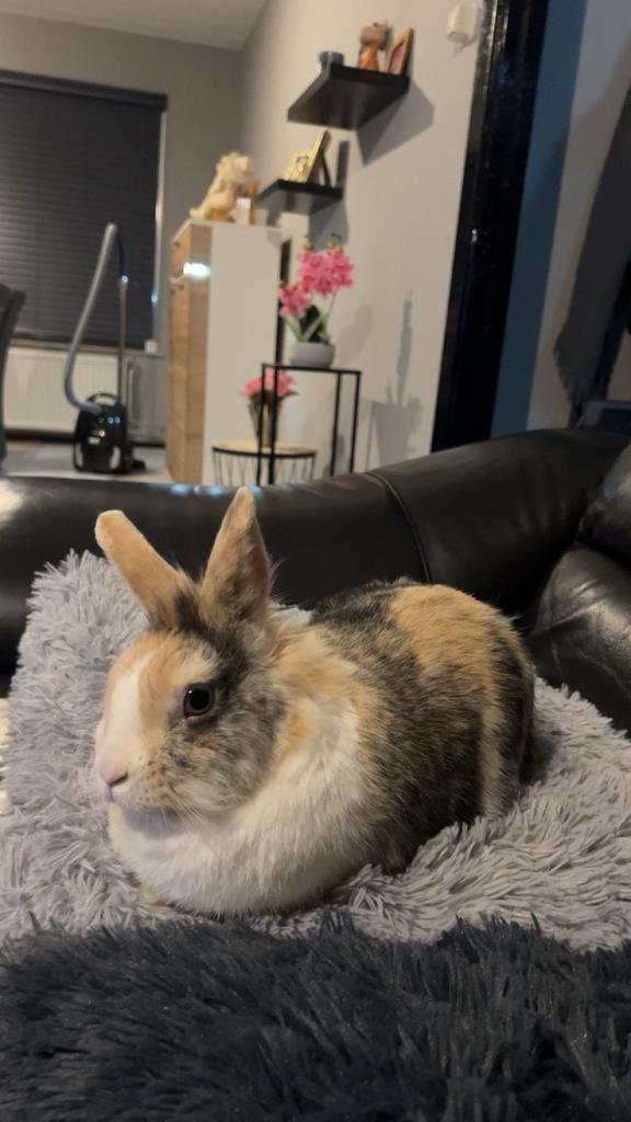 Konijnen zoeken een nieuw gouden huisje, Dieren en Toebehoren, Knaagdieren, Meerdere dieren, Overige typen, Juni, Tam