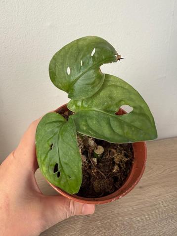Monstera Adansonii Mint beschikbaar voor biedingen