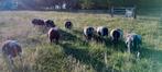 Mooie bonte lammeren tekoop, Dieren en Toebehoren, Vrouwelijk, Schaap