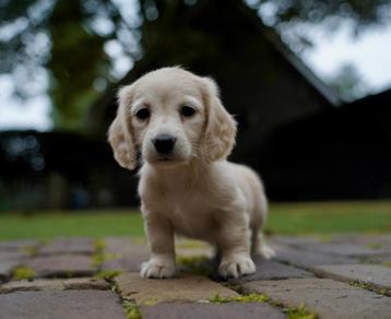 Blonde / Cream Langharige Dwergteckel pups | Teckel beschikbaar voor biedingen