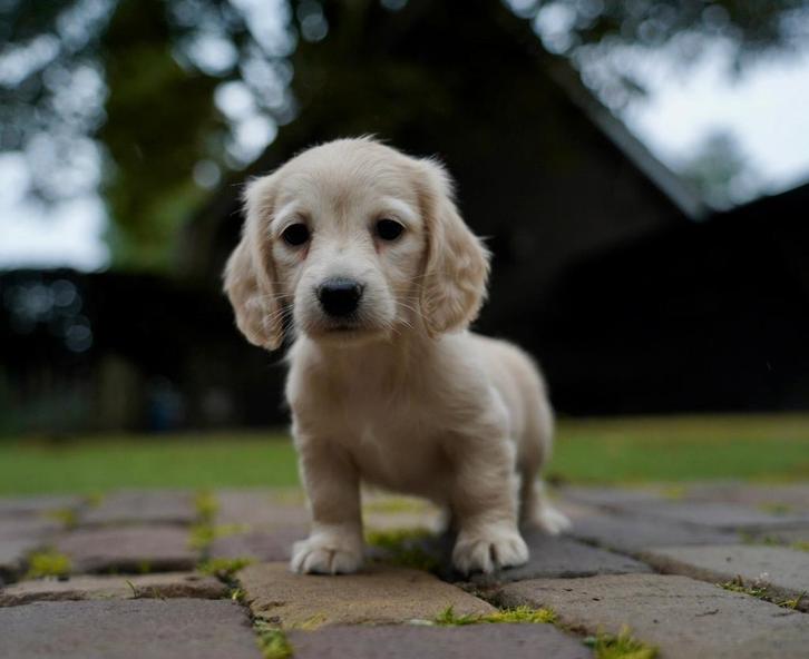 Blonde / Cream Langharige Dwergteckel pups | Teckel, Dieren en Toebehoren, Honden | Teckels en Dashonden, Meerdere dieren, Langhaar