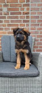 Duits herder, Overige rassen, CDV (hondenziekte), 8 tot 15 weken, Teef