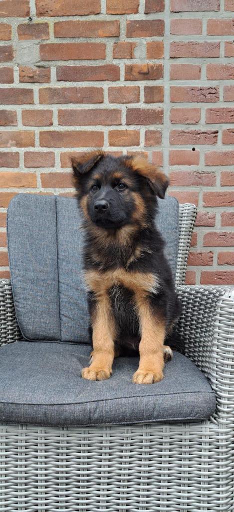 Duits herder, Dieren en Toebehoren, Honden | Jack Russells en Terriërs, Teef, Overige rassen, Particulier, Eén hond, Nederland