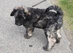 doodle pus, Dieren en Toebehoren, Overige rassen, CDV (hondenziekte), 8 tot 15 weken, Meerdere