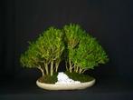 Buxus bos Afgeprijsd, €125, Tuin en Terras, Planten | Bomen, Ophalen
