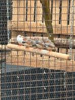 jonge zebravinken, Dieren en Toebehoren, Vogels | Overige Vogels, Geslacht onbekend