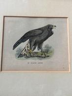 Vogel prent, Ophalen, Voor 1940, Dier