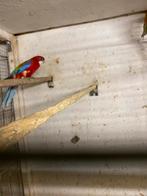 Rosella rood, Meerdere dieren, Parkiet, Geringd