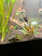 ancistrus l144 longfin black, Dieren en Toebehoren, Vis