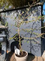 Viburnum plicatum kilimandaro, Tuin en Terras, Planten | Tuinplanten, Volle zon, Vaste plant, Lente, Ophalen