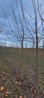 R0eine Victoria.  pruim, Ophalen of Verzenden, Lente, Volle zon, Overige soorten