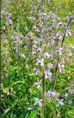 Corsicaanse Ridderspoor (Delphinium Requienii), Tweejarig, Halfschaduw, Zomer, Ophalen