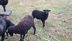 Ouessant lammeren, voorjaar 2025, Dieren en Toebehoren, Meerdere dieren, Schaap, 0 tot 2 jaar