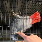 Gezocht: grijze roodstaarten, Dieren en Toebehoren, Vogels | Parkieten en Papegaaien, Meerdere dieren, Papegaai, Geringd
