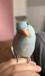 Floki (forpus) zoekt nieuw huisje, Dieren en Toebehoren, Vogels | Parkieten en Papegaaien, Mannelijk, Papegaai, Tam