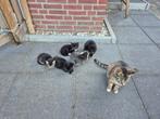 Boerderij kittens, Meerdere dieren