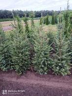 Kerstbomen Servische fijnspar picea omorika 60 tot 160cm, Ophalen of Verzenden, Overige soorten, Struik, 100 tot 250 cm