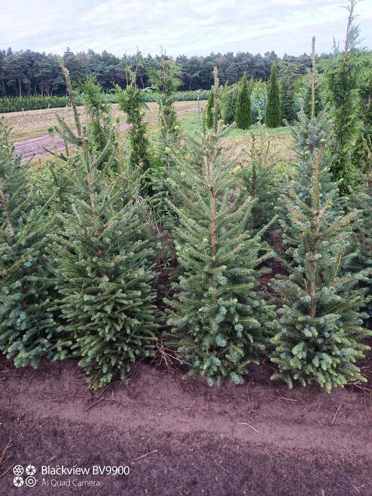 Kerstbomen Servische fijnspar picea omorika 60 tot 160cm, Tuin en Terras, Planten | Struiken en Hagen, Struik, Overige soorten