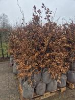 Pallets beukenhagen, Ophalen of Verzenden, Halfschaduw, Overige soorten, Minder dan 100 cm