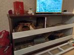 2 cavia's met evt. Hok ter overname aangeboden, Dieren en Toebehoren, Knaagdieren, Januari, Cavia