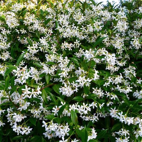 toscaanse jasmijn groenblijvende, sterke ,geurende klimplant, Tuin en Terras, Planten | Tuinplanten, Klimplanten, Halfschaduw