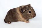Schitterende Gladhaar Creme Lemonagouti Zeugje, Cavia, December, Vrouwelijk, Tam
