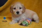 Leuke kruising labradoodle pups, medium., Nederland, Overige rassen, 8 tot 15 weken, CDV (hondenziekte)