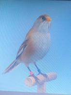 Goed model,prima van kleur, goede conditie,, Dieren en Toebehoren, Vogels | Overige Vogels, Mannelijk