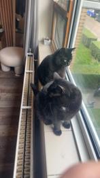 2 lieve poezen, Dieren en Toebehoren, Katten en Kittens | Overige Katten, Poes