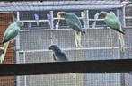 Halsband parkieten, Dieren en Toebehoren, Vogels | Parkieten en Papegaaien, Meerdere dieren, Parkiet, Geringd