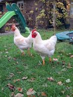 Hanen (type legkip), Dieren en Toebehoren, Pluimvee, Mannelijk, Kip