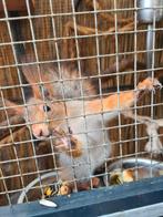 Te koop gevraagd mannetje Siberië boom eekhoorn, Dieren en Toebehoren, Mei, Mannelijk, Overige typen