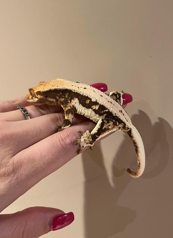 Wimpergekko vrouw 100% HET Axanthic Lilly White