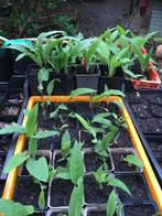 Smeerwortel kruiden planten voor voedselbos & tuin, Kruiden, Vaste plant, Lente, Ophalen