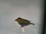 Koppel Groene druppelastrilde beschikbaar, Meerdere dieren, Tropenvogel, Geringd