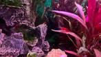 Bloody Mary garnalen 10st €15, 20st €25, Dieren en Toebehoren, Vissen | Aquariumvissen, Kreeft, Krab of Garnaal