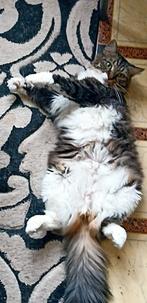 Siberische boskat, Poes, Langharig, 6 jaar of ouder