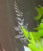 Hypancistrussen. Gastromyzonen. Tetraodon Biocellatus., Dieren en Toebehoren, Vis