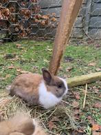 Baby konijntjes, Meerdere dieren, Dwerg