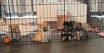 Bearface Pomeriaan Pups, 8 tot 15 weken, Meerdere, Meerdere dieren, Nederland