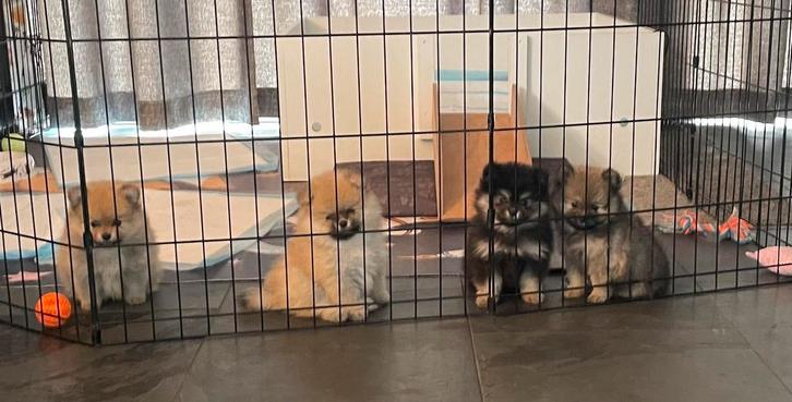 Bearface Pomeriaan Pups, Dieren en Toebehoren, Honden | Poolhonden, Keeshonden en Oertypen, Meerdere dieren, Keeshond, Particulier