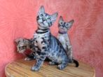 Prachtige bengaal kittens, Dieren en Toebehoren, Katten en Kittens | Raskatten | Korthaar, Meerdere dieren, Ontwormd
