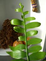 cactus - Epiphyllum - Selenicereus chrysocardium, Ophalen of Verzenden, Cactus, Volle zon, Minder dan 100 cm