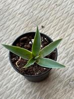 Mangave lavender lady mini #2, Ophalen of Verzenden, Zomer, Volle zon