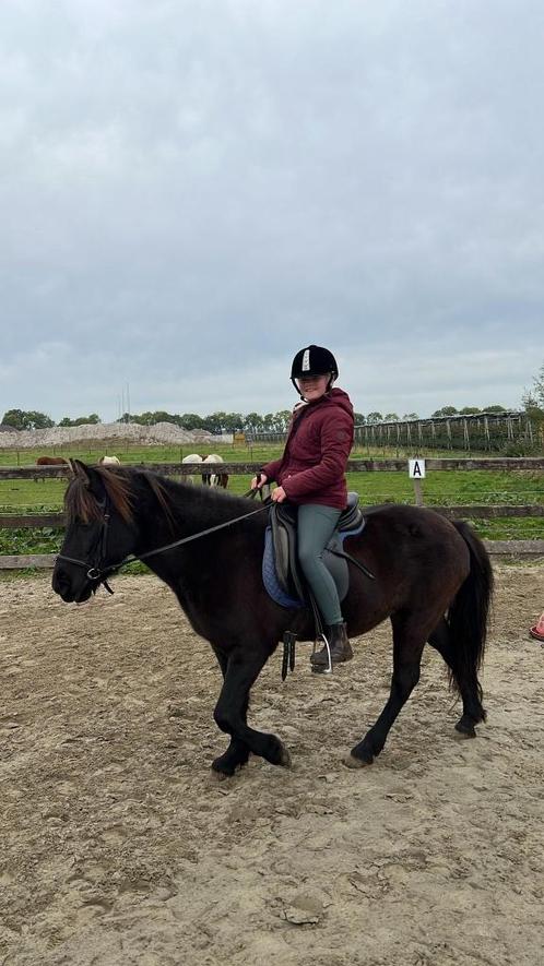 Rijpony gezocht, Hobby en Vrije tijd, Overige Hobby en Vrije tijd, Ophalen of Verzenden