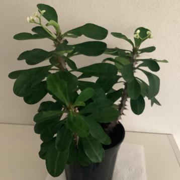 Kamerplant: Christusdoorn - Euphorbia mill - ong. 24 cm beschikbaar voor biedingen
