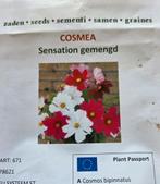 Cosmea Sensation gemengd, Ophalen of Verzenden, Volle zon