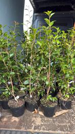 Camelia spring festival schaarse planten feest in de tuin, Vaste plant, Halfschaduw, Lente, Ophalen